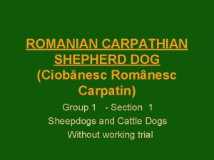 Romanian wolf dog