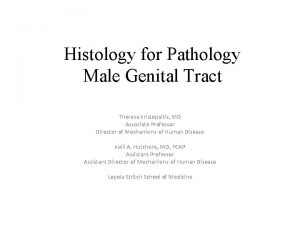 Histology for Pathology Male Genital Tract Theresa Kristopaitis