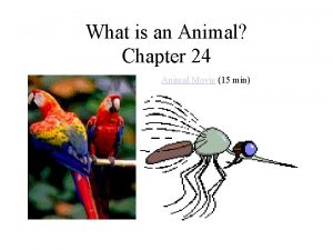 Chapter 24 animal evolution diversity and behavior