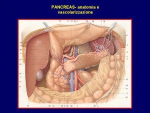 Anatomia y fisiologia del pancreas Anatomia y fisiologia del pancreas