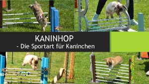 KANINHOP Die Sportart fr Kaninchen Kaninhop Was ist