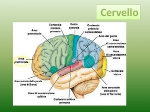 Cervello Corteccia cerebrale Struttura presente negli esseri vertebrati