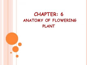 Plant Parts And Their Functions Plant Anatomy Georgia