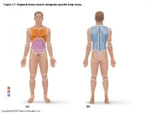 Regional terms used to designate specific body areas