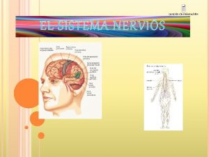 EL SISTEMA NERVIS INDEX Com s el nostre