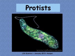 Protists cell wall