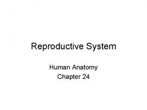 Reproductive System Human Anatomy Chapter 24 The reproductive