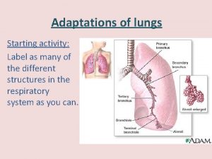 Activity label the respiratory system