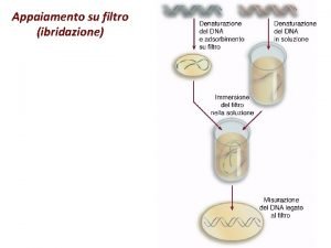 Appaiamento su filtro ibridazione Sequenze palindromiche Strutture a