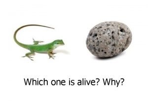 Which one is alive Why Eukaryotes Prokaryotes you