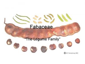 Fabaceae The Legume Family A little background information