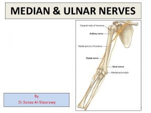 Ulnar nerve muscles