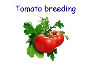 Tomato breeding Introduction Tomato is one of the