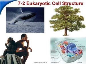 7-2 eukaryotic cell structure