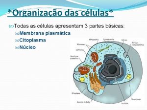 Organizao das clulas Todas as clulas apresentam 3