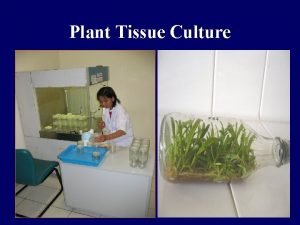 Seed culture ppt