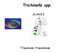 Trichinella spp CLADO I Triquinose triquinelose Pgina Web