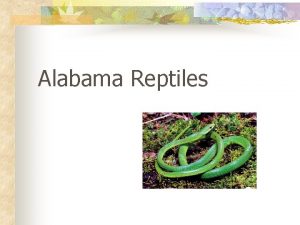 Alabama Reptiles Three orders of reptiles occur in