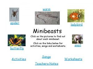 Minibeasts pictures