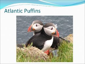 Puffins phylum
