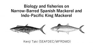 Spanish mackerel pacific