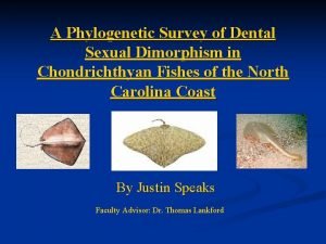A Phylogenetic Survey of Dental Sexual Dimorphism in