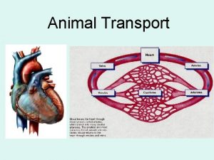 Animal Transport Transport is the circulation and distribution