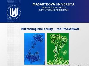 MASARYKOVA UNIVERZITA PRODOVDECK FAKULTA STAV EXPERIMENTLN BIOLOGIE Mikroskopick