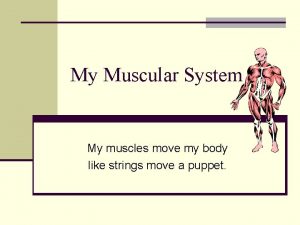 My Muscular System My muscles move my body