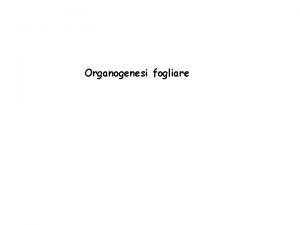 Organogenesi piante