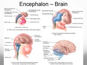 Encephalon Brain Brain Components Fig 14 1 Brain
