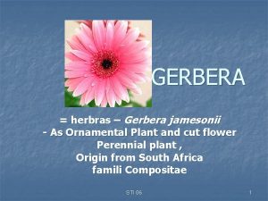 GERBERA herbras Gerbera jamesonii As Ornamental Plant and