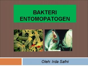 BAKTERI ENTOMOPATOGEN Oleh Irda Safni Silabus Bakteri Entomopatogen