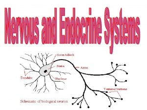 Central Nervous System CNS Brain and spinal cord