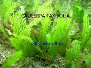 CAULERPA TAXIFOLIA Olga Matelln NDICE Qu es Toxicidad