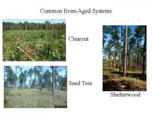 Seed tree system