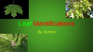 Leaf Identifications By Sumire White Pine Pinus strobus