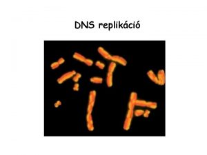 DNS replikci A DNS szerkezete A DNS kmiai