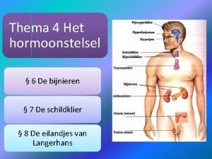 Thema 4 Het hormoonstelsel 6 De bijnieren 7