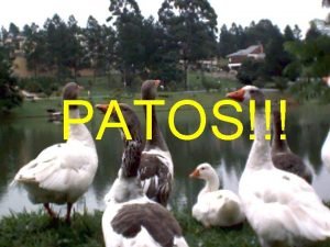 No pisar los patos