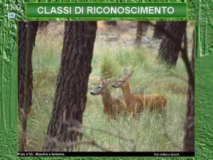 11 0 CLASSI DI RICONOSCIMENTO 11 1 CLASSI