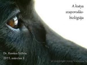 A kutya szaporodsbiolgija Dr Kovcs Szilvia 2011 mrcius