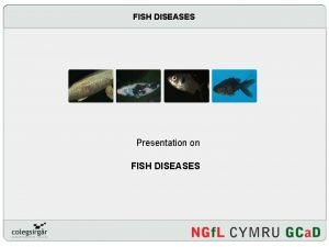 FISH DISEASES Presentation on FISH DISEASES Introduction How