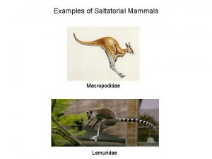 Examples of Saltatorial Mammals Macropodidae Lemuridae Saltatorial Rodents