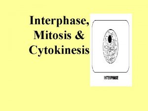 Interphase Mitosis Cytokinesis Prophase P Metaphase M Anaphase