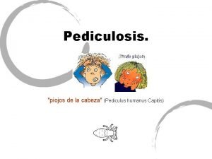 Pediculosis piojos de la cabeza Pediculus humanus Capitis