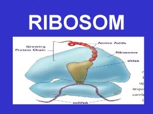 RIBOSOM RIBOSOM DISUSUN OLEH PROTEIN DAN r RNA