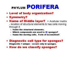 Phylum porifera symmetry