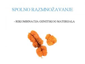 SPOLNO RAZMNOAVANJE REKOMBINACIJA GENETSKOG MATERIJALA Osnova spolnog razmnoavanja