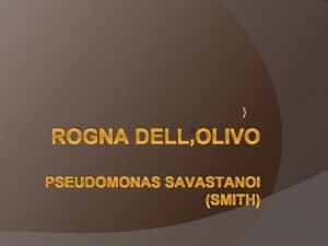 ROGNA DELLOLIVO PSEUDOMONAS SAVASTANOI SMITH Il parassita una